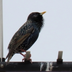 Sturnus vulgaris (Common Starling) at Bonython, ACT - 8 Aug 2021 by RodDeb