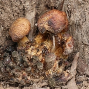 Gymnopilus sp. at Bonython, ACT - 8 Aug 2021