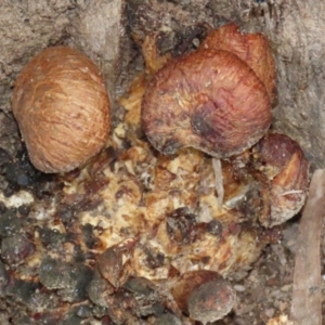 Gymnopilus sp. at Bonython, ACT - 8 Aug 2021