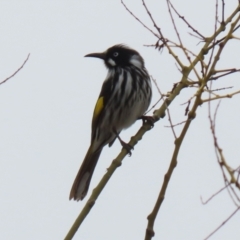 Phylidonyris novaehollandiae (New Holland Honeyeater) at Stranger Pond - 8 Aug 2021 by RodDeb