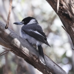Cracticus torquatus (Grey Butcherbird) at Lake Tuggeranong - 3 Aug 2021 by AlisonMilton