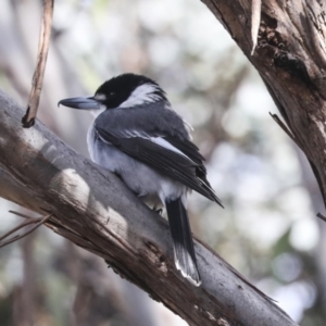 Cracticus torquatus at Greenway, ACT - 3 Aug 2021