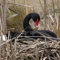 Cygnus atratus (Black Swan) at Bonython, ACT - 8 Aug 2021 by RodDeb