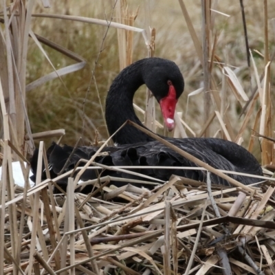 Cygnus atratus (Black Swan) at Bonython, ACT - 8 Aug 2021 by RodDeb