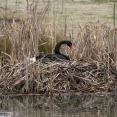 Cygnus atratus at Bonython, ACT - 8 Aug 2021 12:59 PM