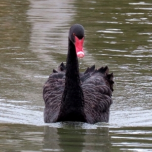 Cygnus atratus at Bonython, ACT - 8 Aug 2021 12:59 PM