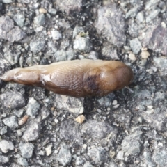 Ambigolimax sp. (valentius and waterstoni) (Striped Field Slug) at Kambah, ACT - 3 Aug 2021 by AlisonMilton