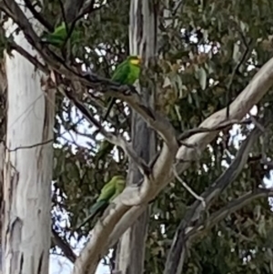 Polytelis swainsonii at Wanniassa, ACT - suppressed