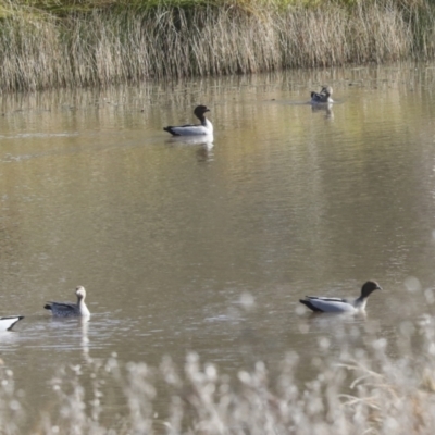 Chenonetta jubata (Australian Wood Duck) at Kama - 27 Jul 2021 by AlisonMilton