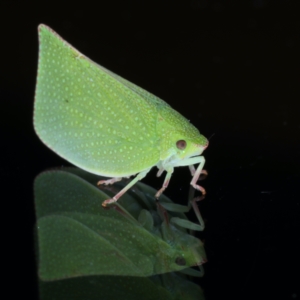 Siphanta acuta at Ainslie, ACT - 2 Aug 2021 09:26 PM