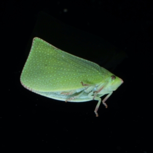 Siphanta acuta at Ainslie, ACT - 2 Aug 2021 09:26 PM