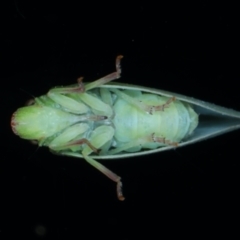 Siphanta acuta at Ainslie, ACT - 2 Aug 2021 09:26 PM