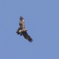 Aquila audax (Wedge-tailed Eagle) at Molonglo River Reserve - 27 Jul 2021 by AlisonMilton
