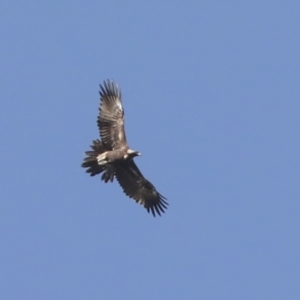 Aquila audax at Holt, ACT - 27 Jul 2021