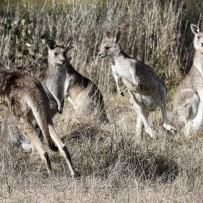 Macropus giganteus (Eastern Grey Kangaroo) at Kama - 27 Jul 2021 by AlisonMilton