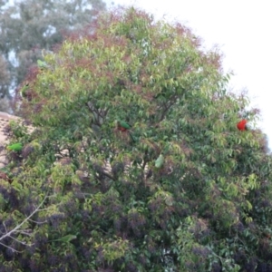 Alisterus scapularis at Kambah, ACT - 8 Aug 2021