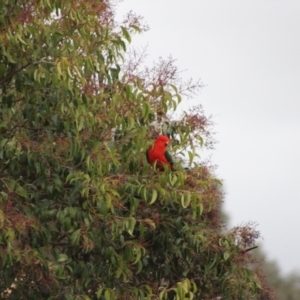 Alisterus scapularis at Kambah, ACT - 8 Aug 2021