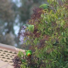 Alisterus scapularis at Kambah, ACT - 8 Aug 2021