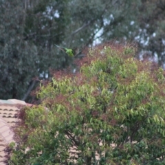 Alisterus scapularis at Kambah, ACT - 8 Aug 2021