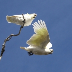 Cacatua galerita (Sulphur-crested Cockatoo) at Holt, ACT - 27 Jul 2021 by AlisonMilton