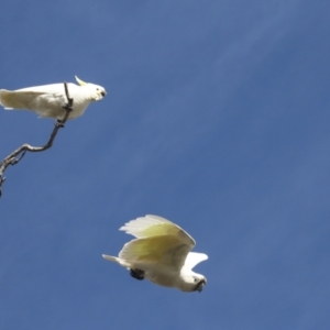 Cacatua galerita at Holt, ACT - 27 Jul 2021 12:13 PM