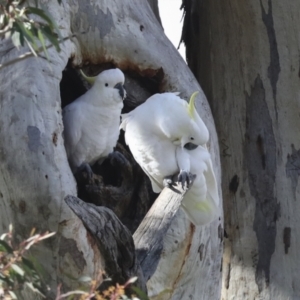 Cacatua galerita at Holt, ACT - 27 Jul 2021 12:13 PM