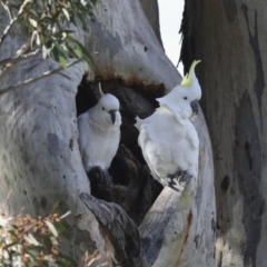 Cacatua galerita at Holt, ACT - 27 Jul 2021 12:13 PM