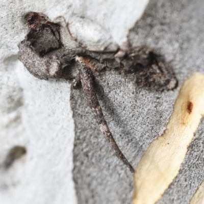Conoeca guildingi (A case moth) at Lake Tuggeranong - 3 Aug 2021 by AlisonMilton