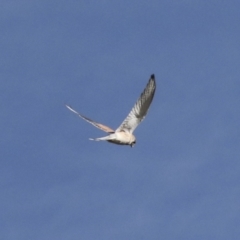 Falco cenchroides (Nankeen Kestrel) at Kama - 27 Jul 2021 by AlisonMilton