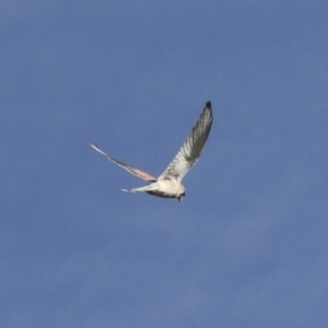 Falco cenchroides at Holt, ACT - 27 Jul 2021 11:26 AM