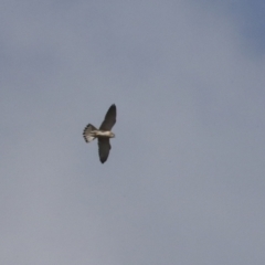 Falco cenchroides at Holt, ACT - 27 Jul 2021 11:26 AM