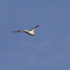 Falco cenchroides at Holt, ACT - 27 Jul 2021 11:26 AM