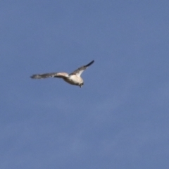 Falco cenchroides at Holt, ACT - 27 Jul 2021