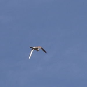 Falco cenchroides at Holt, ACT - 27 Jul 2021