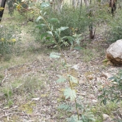 Acacia rubida (Red-leaved Wattle) at Mullion, NSW - 8 Aug 2021 by drakes