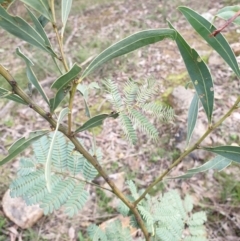 Acacia rubida at Mullion, NSW - 8 Aug 2021