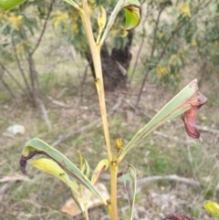 Acacia rubida at Mullion, NSW - 8 Aug 2021