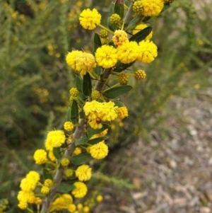 Acacia paradoxa at Mullion, NSW - 8 Aug 2021 02:26 PM