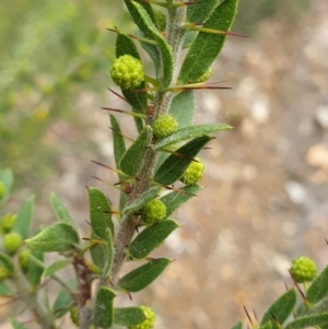 Acacia paradoxa at Mullion, NSW - 8 Aug 2021 02:26 PM