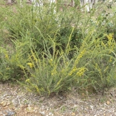 Acacia paradoxa at Mullion, NSW - 8 Aug 2021 02:26 PM