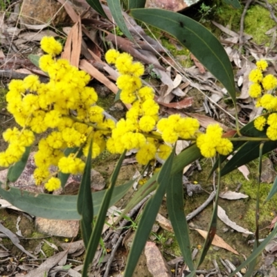 Acacia pycnantha (Golden Wattle) at Mullion, NSW - 8 Aug 2021 by drakes