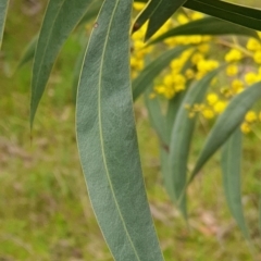 Acacia pycnantha at Mullion, NSW - 8 Aug 2021