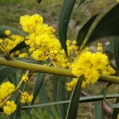 Acacia pycnantha at Mullion, NSW - 8 Aug 2021