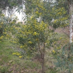 Acacia pycnantha at Mullion, NSW - 8 Aug 2021