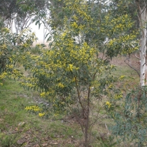 Acacia pycnantha at Mullion, NSW - 8 Aug 2021