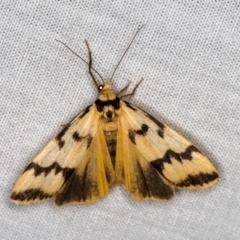 Tigrioides alterna (Alternating Footman) at Paddys River, ACT - 12 Mar 2021 by Bron