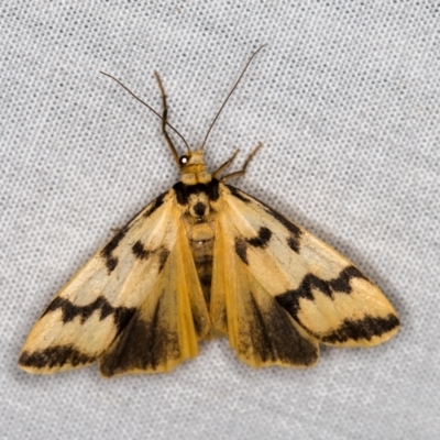 Tigrioides alterna (Alternating Footman) at Tidbinbilla Nature Reserve - 11 Mar 2021 by Bron