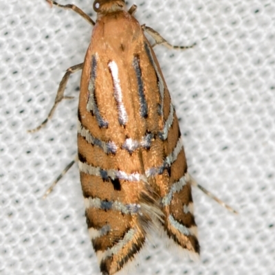 Glyphipterix perimetalla (Five-bar Sedge-moth) at Paddys River, ACT - 12 Mar 2021 by Bron