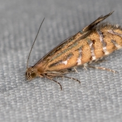 Glyphipterix perimetalla at Paddys River, ACT - 12 Mar 2021