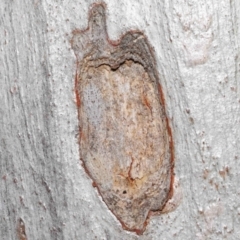 Ledromorpha planirostris (A leafhopper) at Acton, ACT - 8 Aug 2021 by TimL